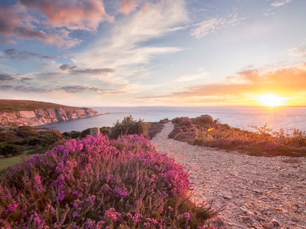 Pink flowers grow along a gravel path overlooking the ocean at sunset